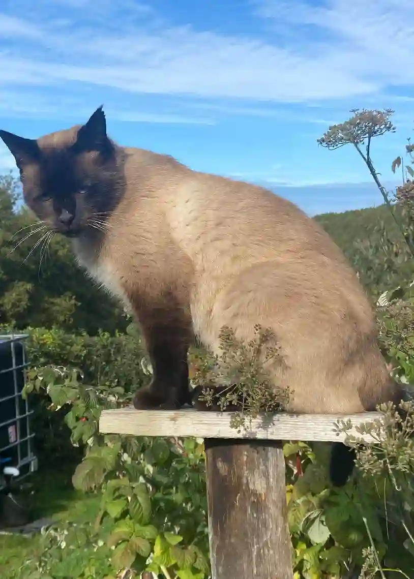 Chat Perdu 63 Puy-de-Dôme Les Ancizes-Comps - Jano